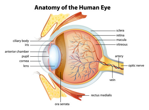 Human eye anatomy