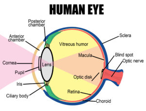 Human Eye anatomy : How the Human Eye Works