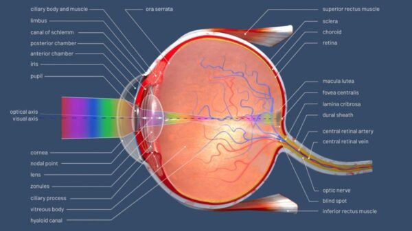 what is cornea