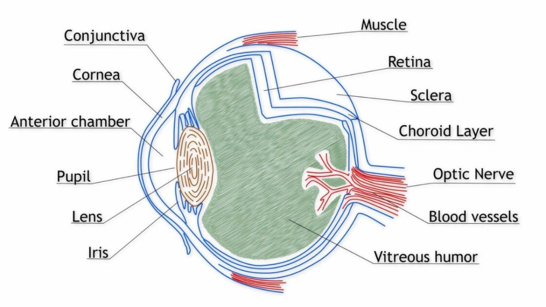 Anatomy of the Eye Vitreous Humor Function
