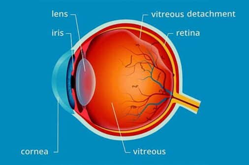 function of Vitreous humor