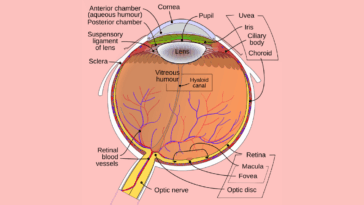 What is the Function of Aqueous Humor