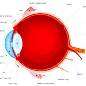 Optic Nerve