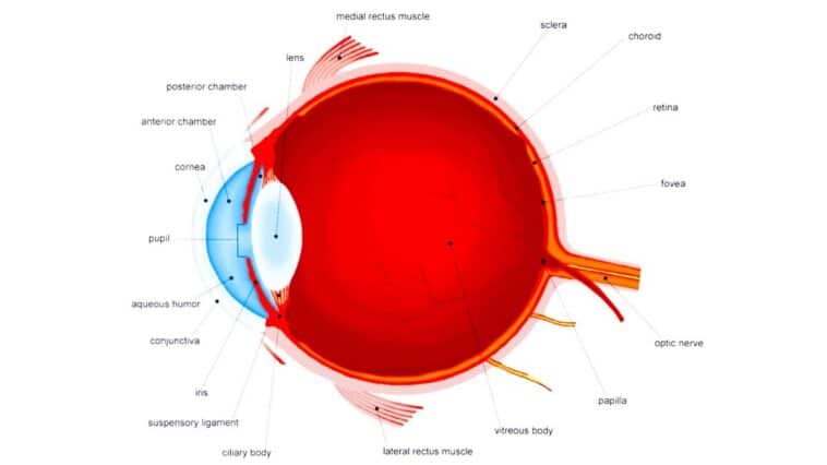 Optic Nerve