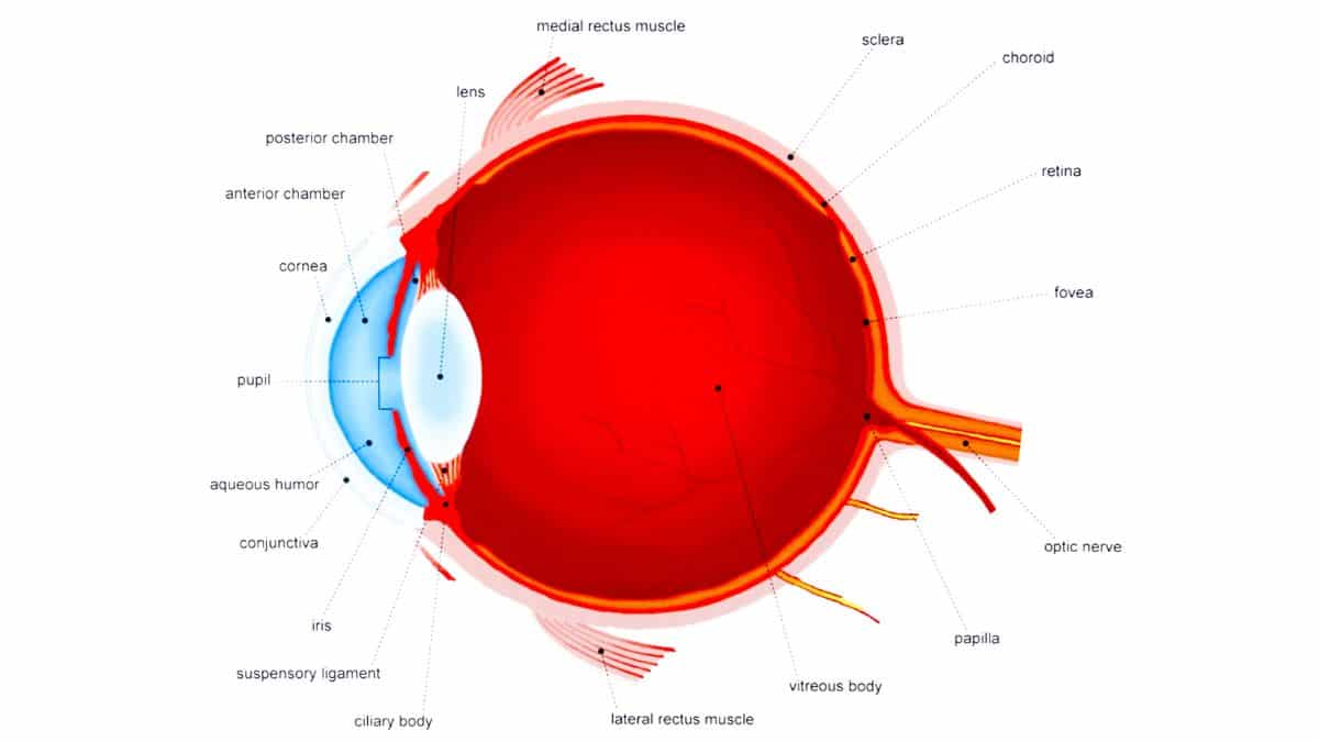 Optic Nerve